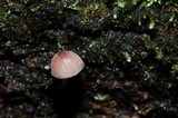 Mycena nebula image