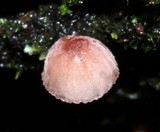 Mycena nebula image