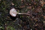 Mycena nebula image