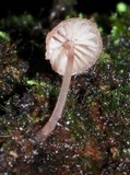 Mycena nebula image