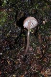 Mycena nebula image