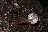 Mycena nebula image