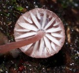 Mycena nebula image