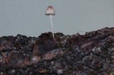 Mycena nebula image
