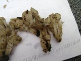 Helvella crispa image
