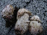 Hypomyces hyalinus image