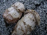 Hypomyces hyalinus image
