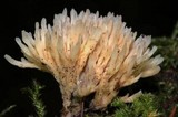 Aphelaria tuberosa image