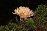 Aphelaria tuberosa image