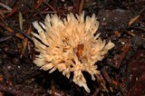 Aphelaria tuberosa image