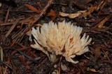 Aphelaria tuberosa image
