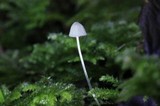 Mycena aciculata image