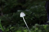 Mycena aciculata image