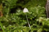 Mycena aciculata image