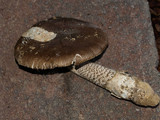 Amanita protecta image