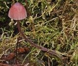 Mycena purpureofusca image
