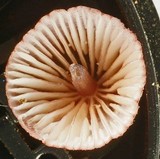 Mycena purpureofusca image