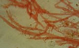 Mycena purpureofusca image