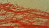 Mycena purpureofusca image