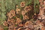 Stereum gausapatum image
