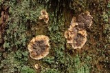 Stereum gausapatum image