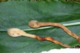 Spathulariopsis velutipes image
