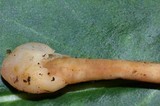 Spathulariopsis velutipes image