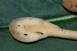 Spathulariopsis velutipes image