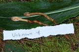 Spathulariopsis velutipes image