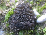 Collema tenax var. tenax image