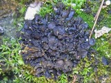 Collema tenax var. tenax image