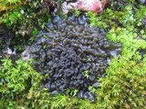 Collema tenax var. tenax image