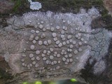 Dirina ceratoniae image