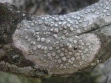 Dirina ceratoniae image