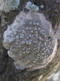 Dirina ceratoniae image
