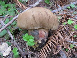 Boletus rubripes image