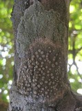 Dirina ceratoniae image