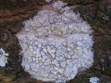 Dirina ceratoniae image