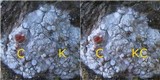 Dirina ceratoniae image
