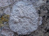 Dirina massiliensis image