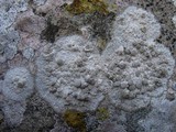 Dirina massiliensis image