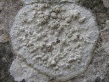 Dirina massiliensis image
