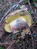 Boletus rubripes image