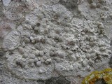 Dirina massiliensis image