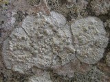 Dirina massiliensis image