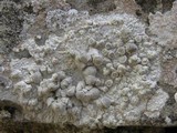 Dirina massiliensis image