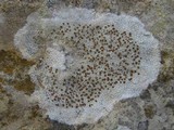 Caloplaca crenularia image