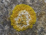 Caloplaca flavescens image