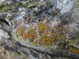 Caloplaca cerinella image