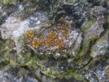 Caloplaca cerinella image